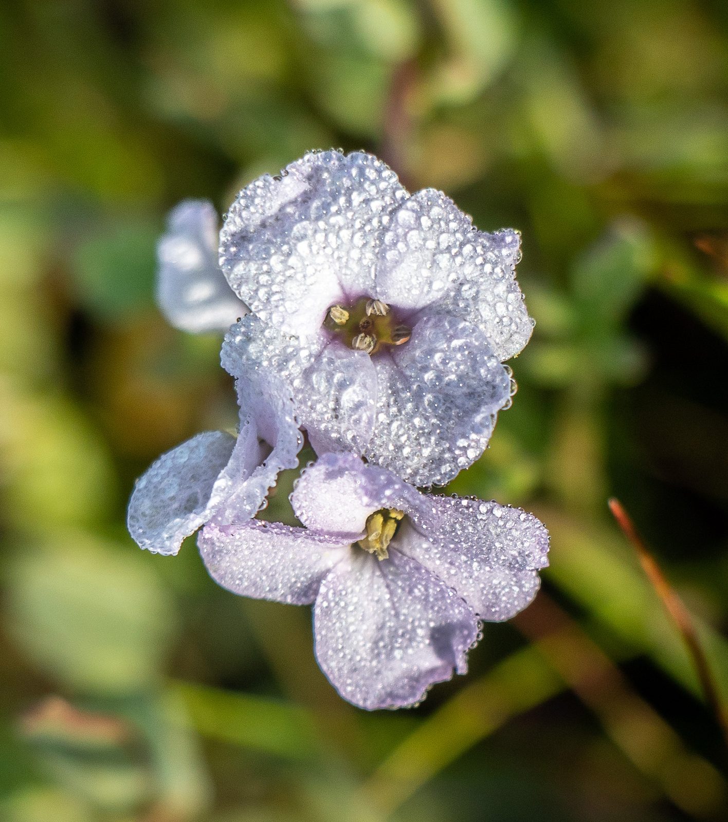 European Searocket (Cakile maritima) plant