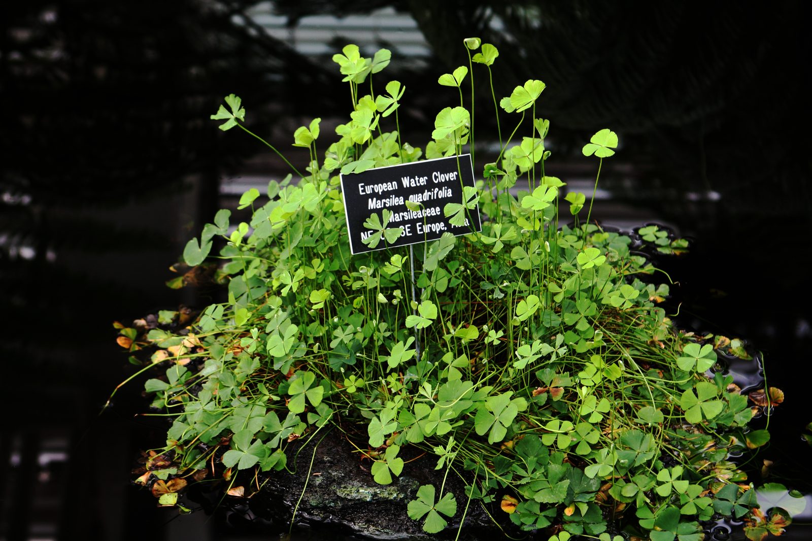 European Water Clover (Marsilea quadrifolia) plant