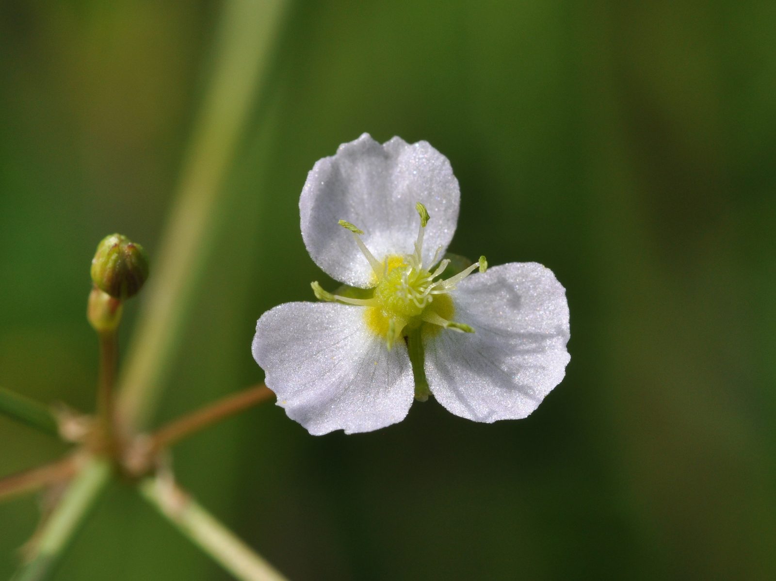 European Water Plantain (Alisma plantago-aquatica) plant