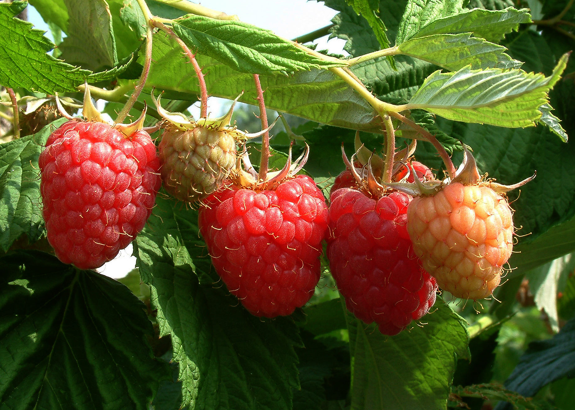 Everbearing Raspberry (Rubus idaeus var. strigosus 'Everbearing') plant