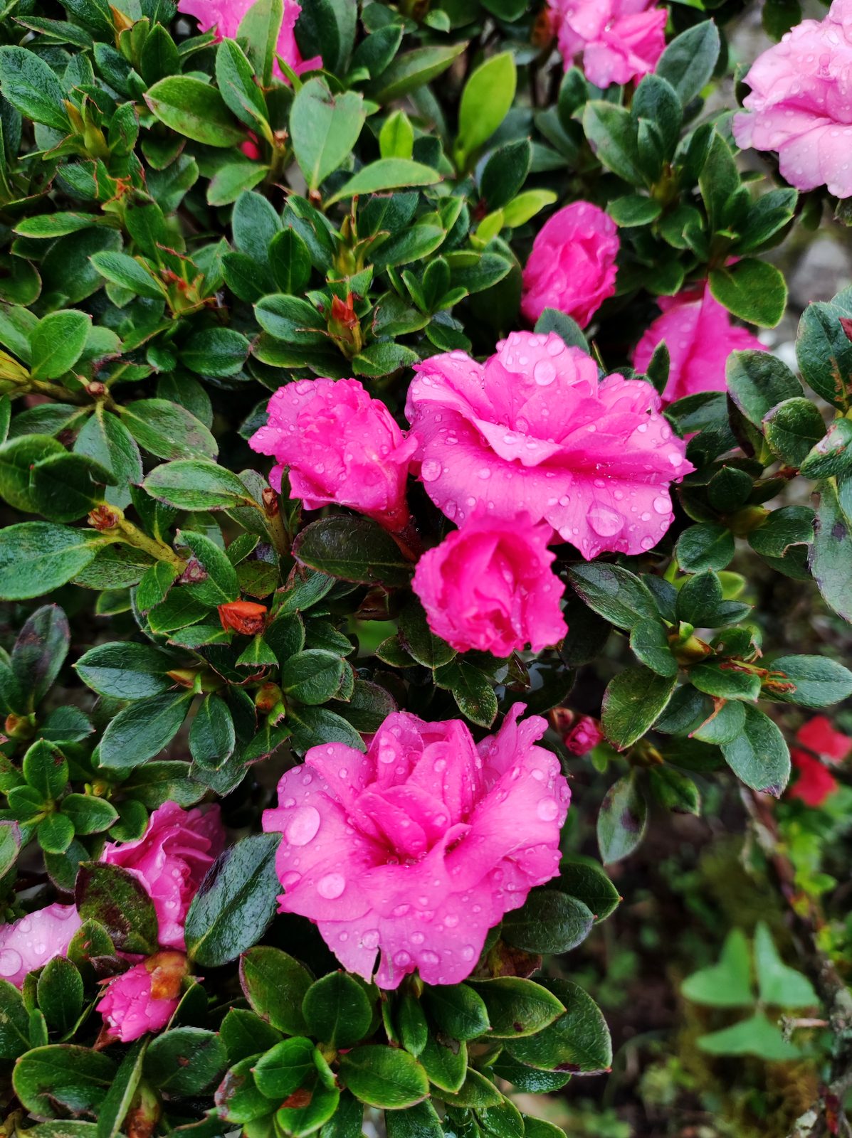 Evergreen Azalea (Rhododendron simsii (and related evergreen Rhododendron cultivars)) plant