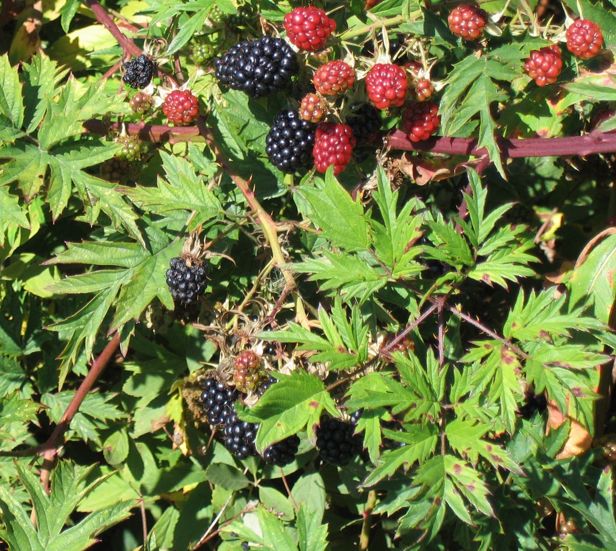 Evergreen Blackberry (Rubus laciniatus) plant