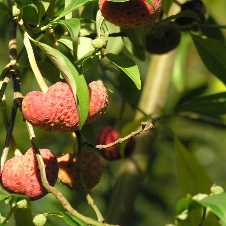evergreen dogwood (Cornus capitata) plant — close-up photo