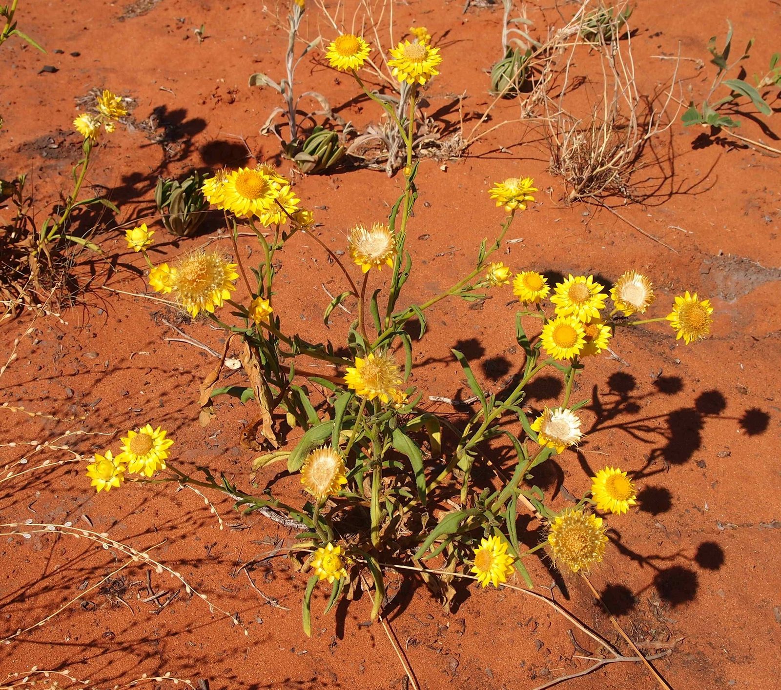 Everlasting Flower (Helichrysum bracteatum (syn. Xerochrysum bracteatum)) plant