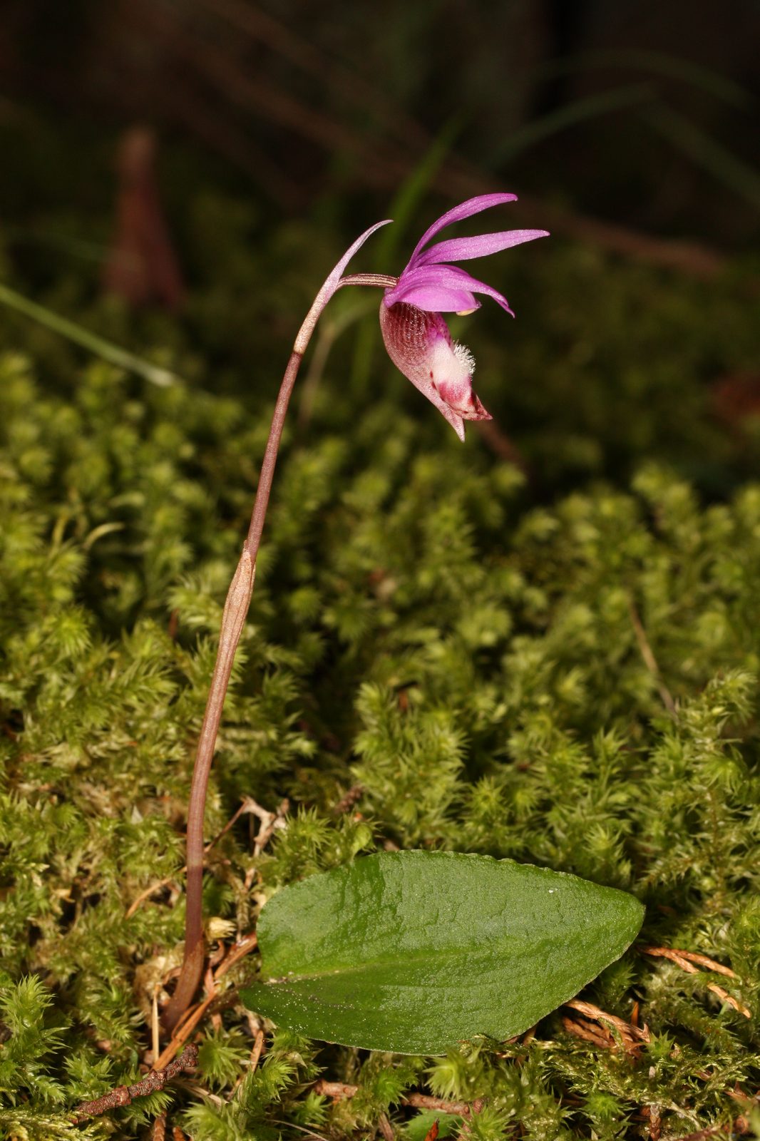 Fairy Slipper (Calypso bulbosa) plant