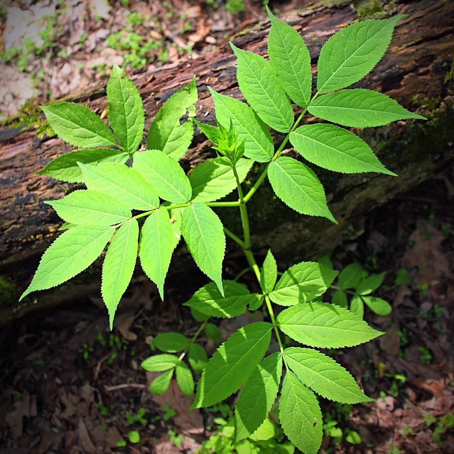 Fallgold Black Ash (Fraxinus nigra 'Fallgold') plant — close-up photo