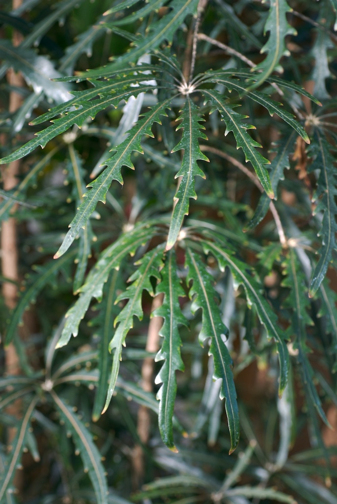 False Aralia (Plerandra elegantissima (syn. Schefflera elegantissima)) plant
