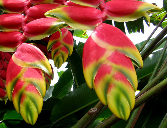 False Bird Of Paradise (Heliconia rostrata) plant