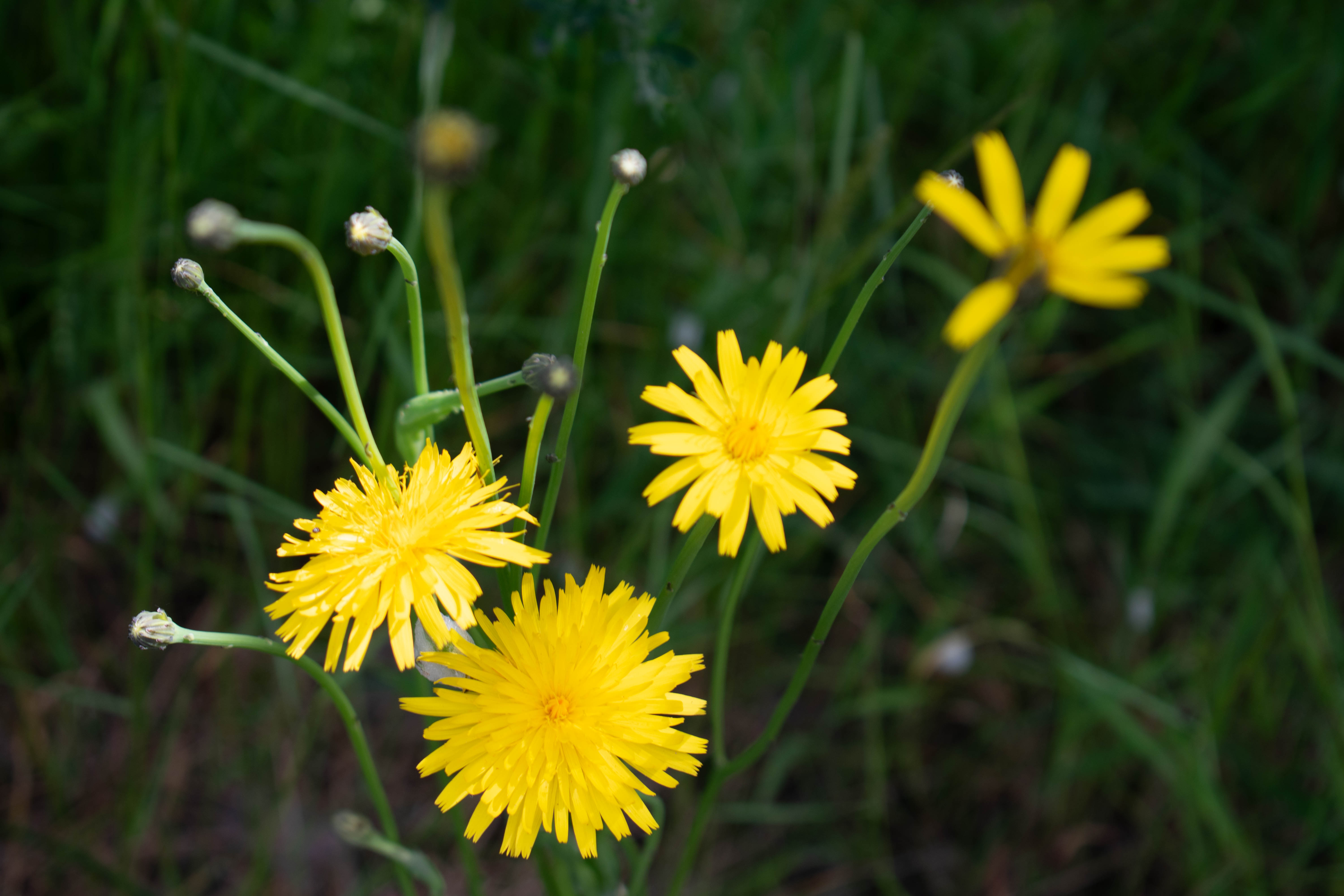 False Dandelion (Hypochaeris radicata) plant