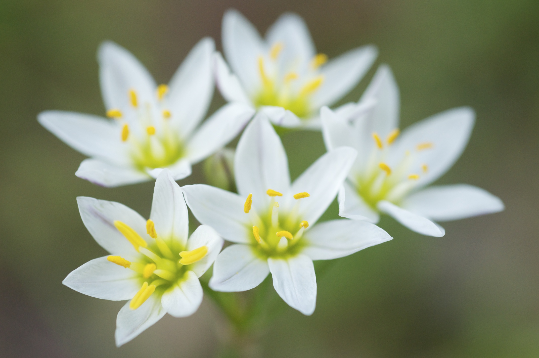 False Garlic (Nothoscordum bivalve) plant