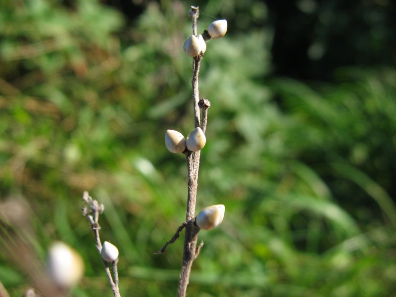 False Gromwell (Lithospermum officinale) plant
