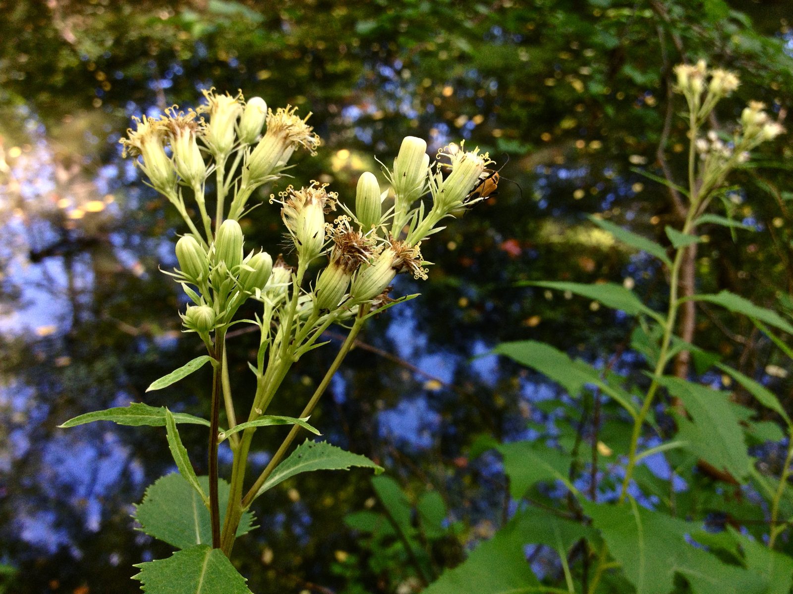False Indian Plantain (Hasteola suaveolens) plant