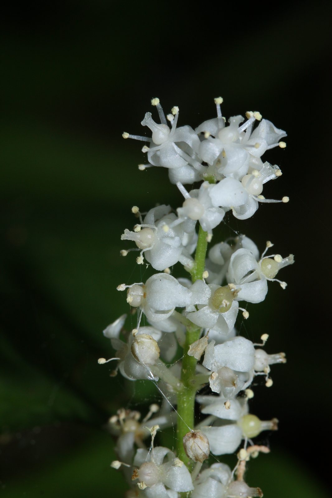False Lily Of The Valley (Maianthemum dilatatum) plant