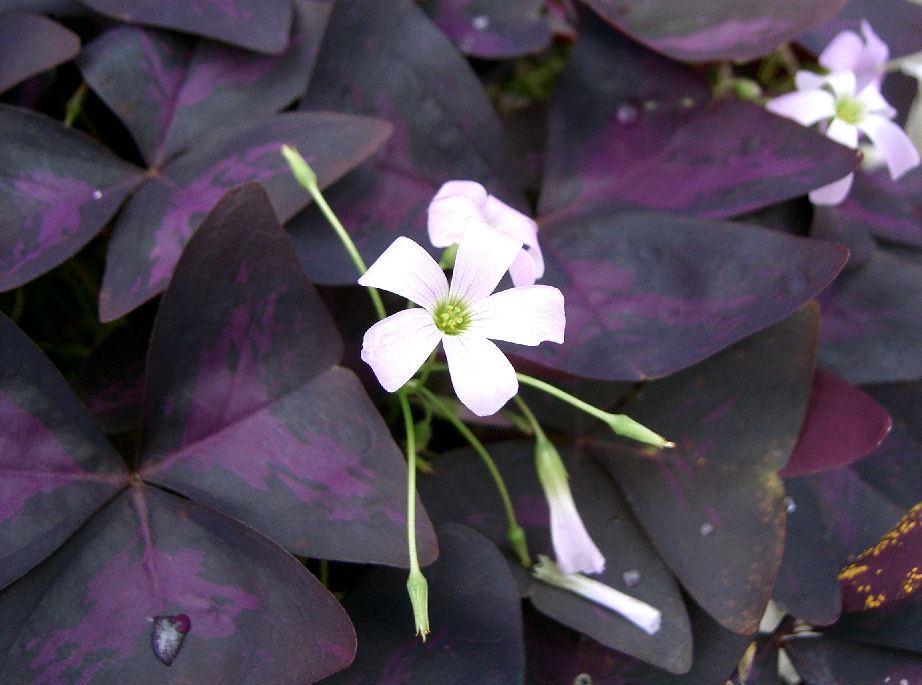 False Shamrock (Oxalis triangularis) plant
