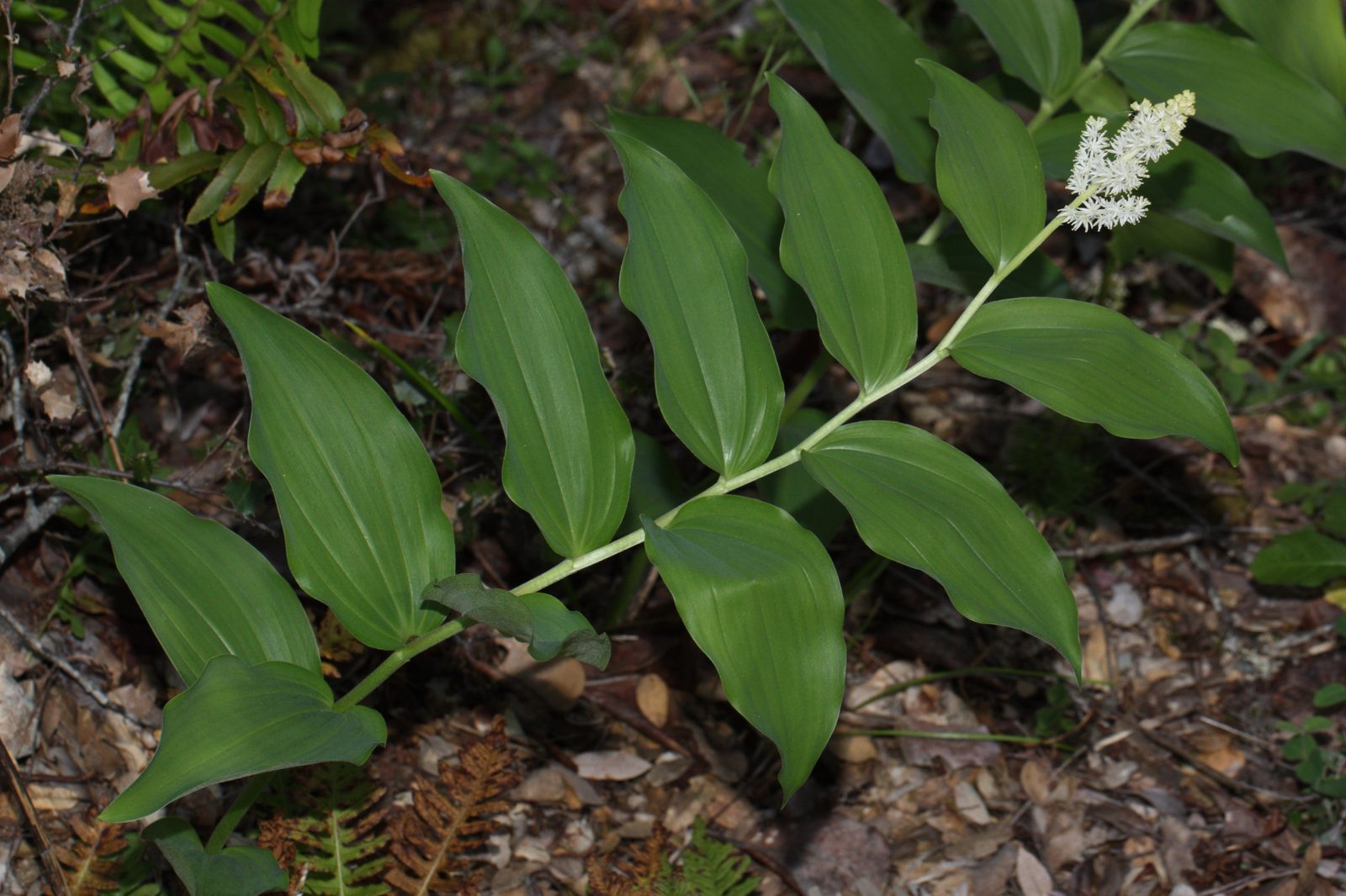 False Solomon's Seal (Maianthemum racemosum) plant