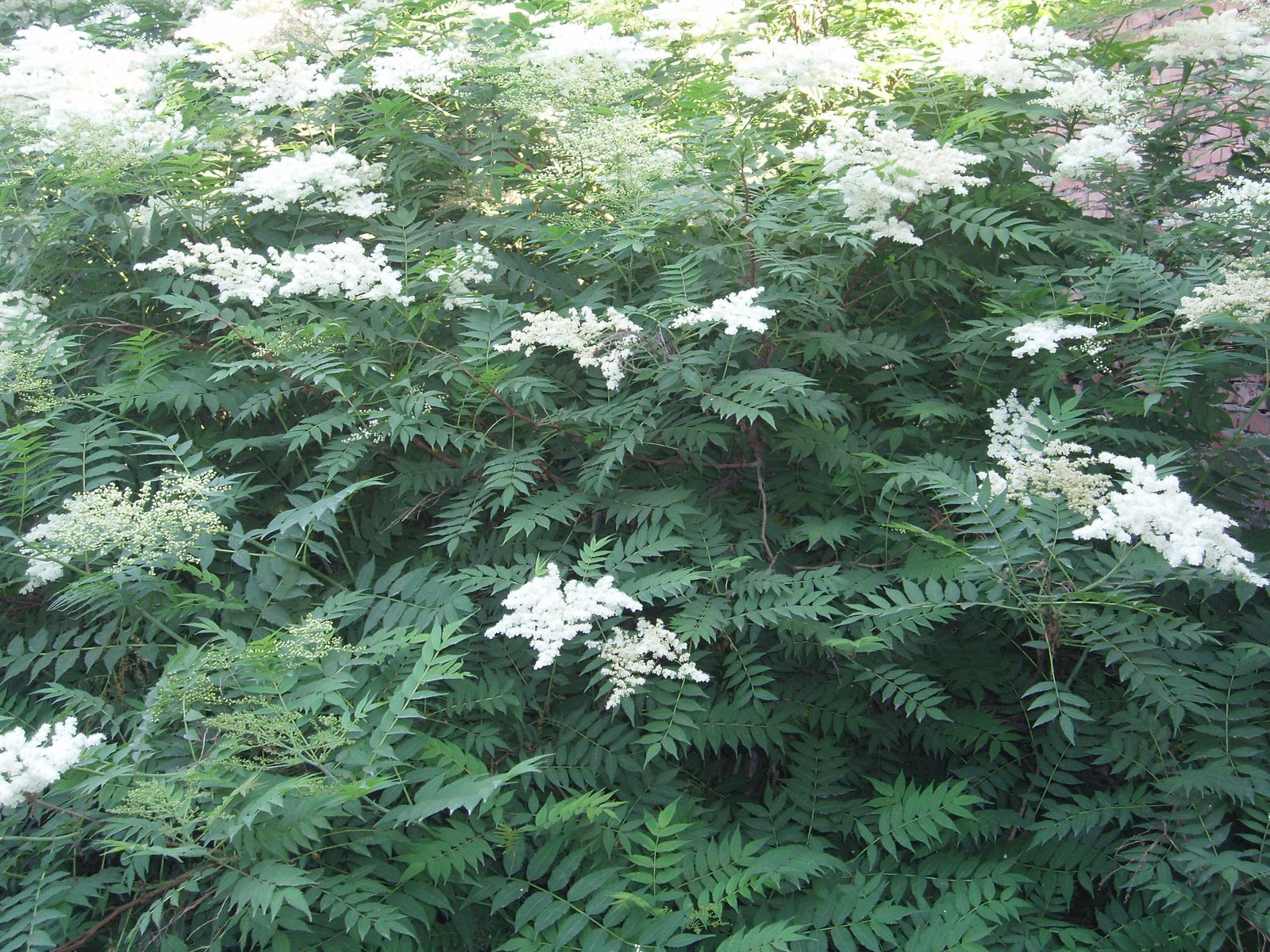 False Spiraea (Sorbaria sorbifolia) plant
