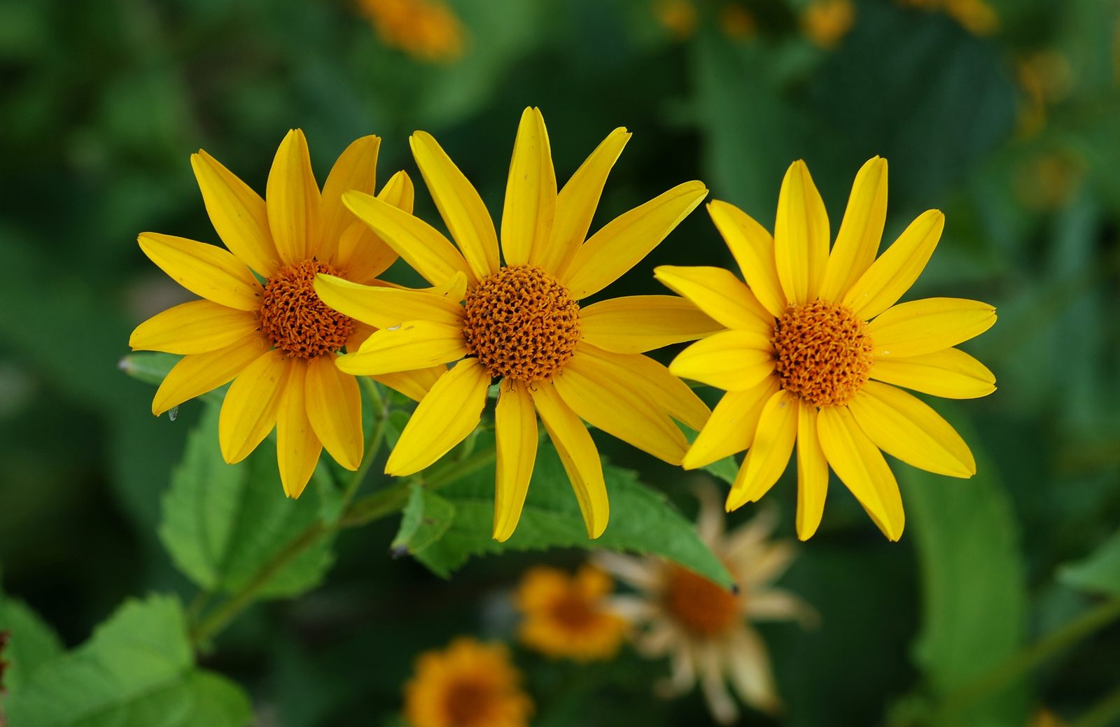 False Sunflower (Heliopsis helianthoides) plant