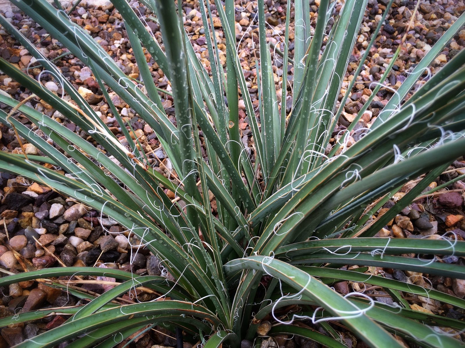 False Yucca (Hesperaloe parviflora) plant