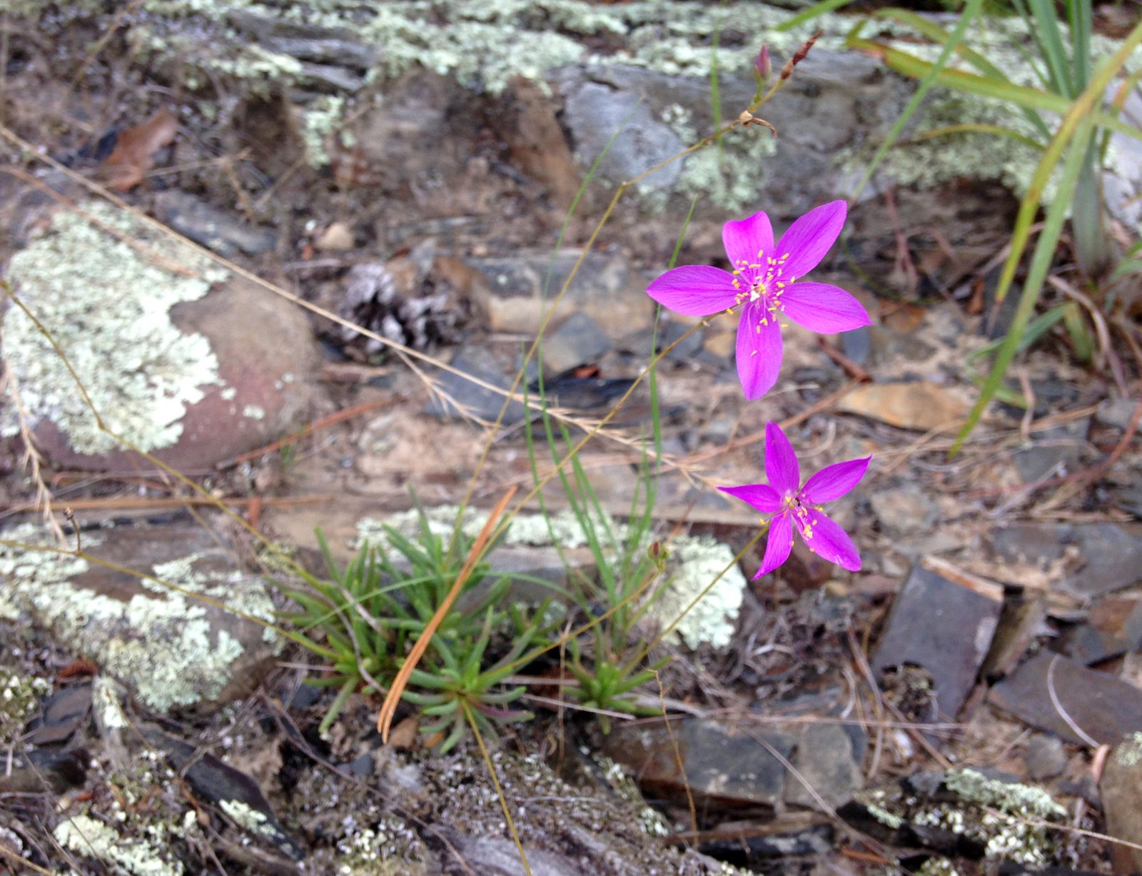 Fameflower (Phemeranthus calycinus) plant