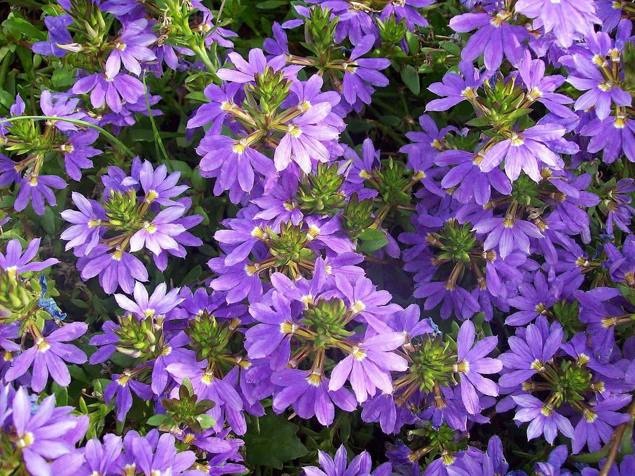 Fan Flower (Scaevola aemula) plant