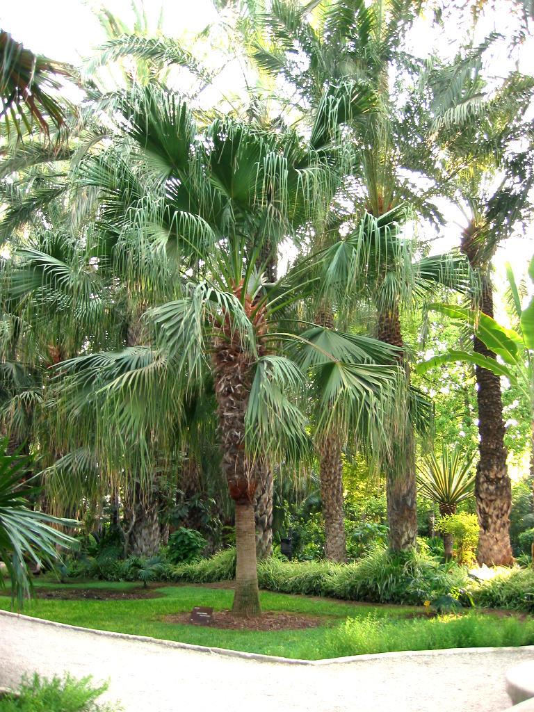 Fan Palm (Livistona chinensis) plant