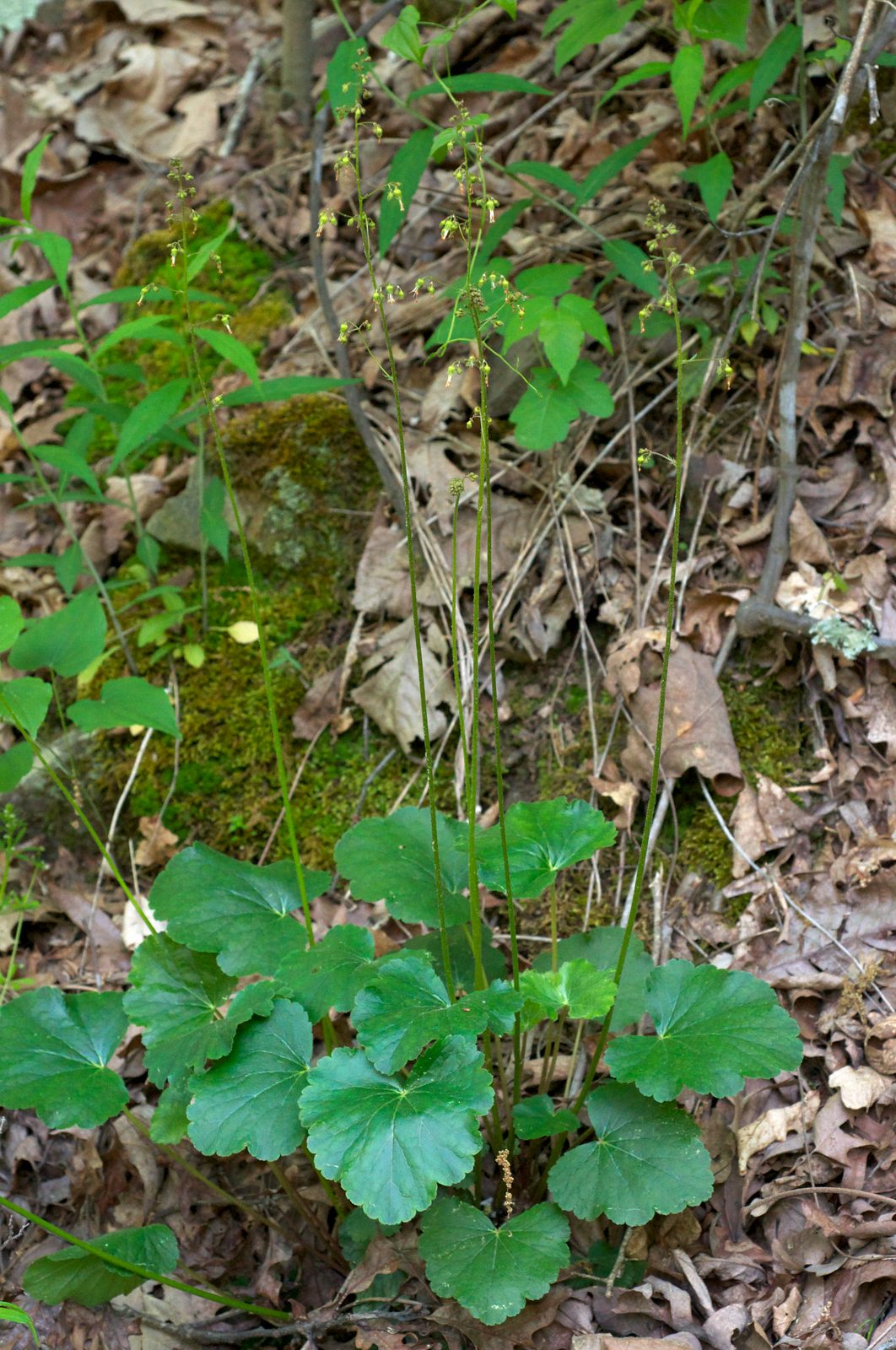 Fancy Leafed Coral Bells (Heuchera americana 'Fancy Leafed') plant