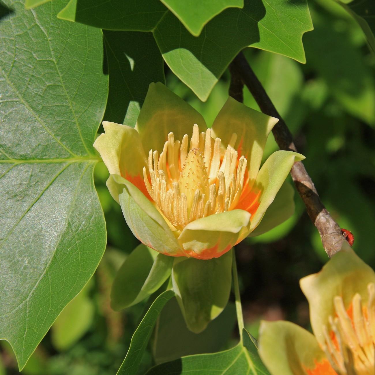 Fastigiatum Tuliptree (Liriodendron tulipifera 'Fastigiatum') plant — close-up photo