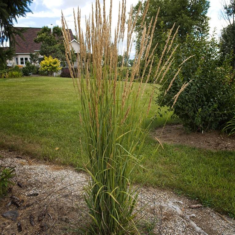 feather reed grass (Calamagrostis acutiflora 'Avalanche') plant — close-up photo