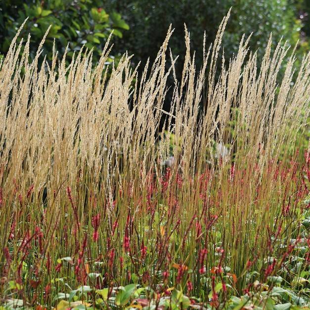 feather reed grass (Calamagrostis acutiflora 'Karl Foerster') plant — close-up photo