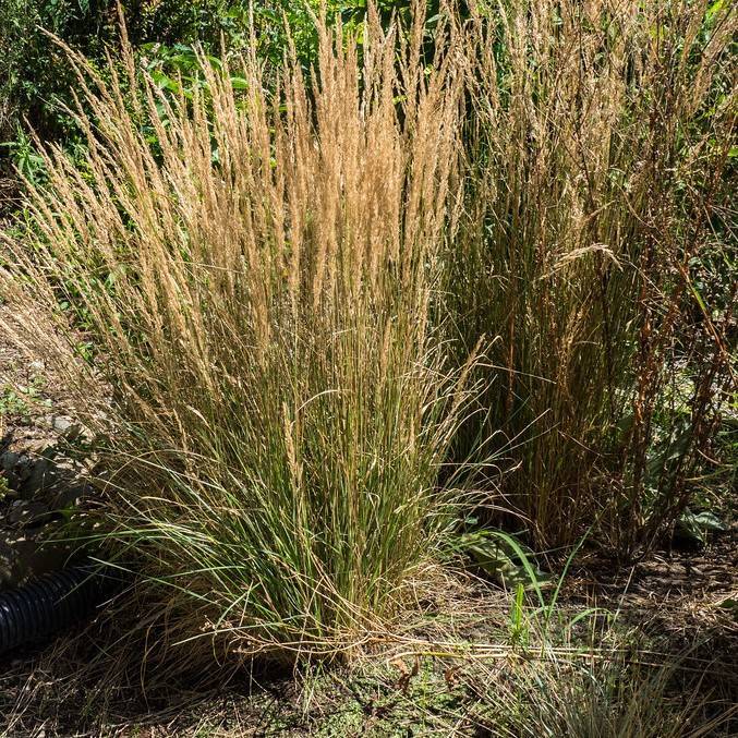 feather reed grass (Calamagrostis acutiflora 'Overdam') plant — close-up photo