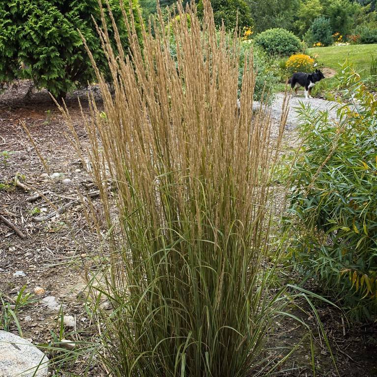 feather reed grass (Calamagrostis acutiflora) plant — close-up photo