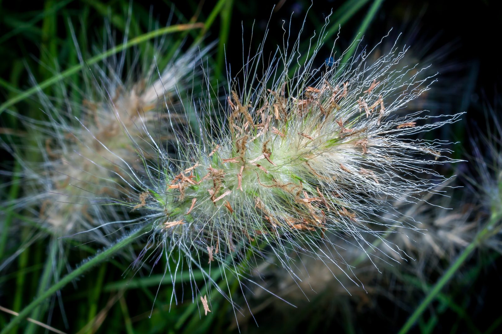 Feathertop (Pennisetum villosum) plant