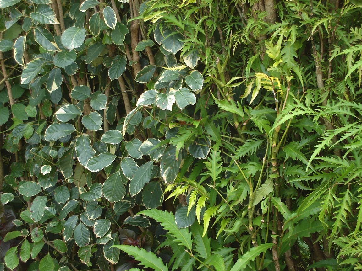 Fern Leaf Aralia (Polyscias filicifolia) plant
