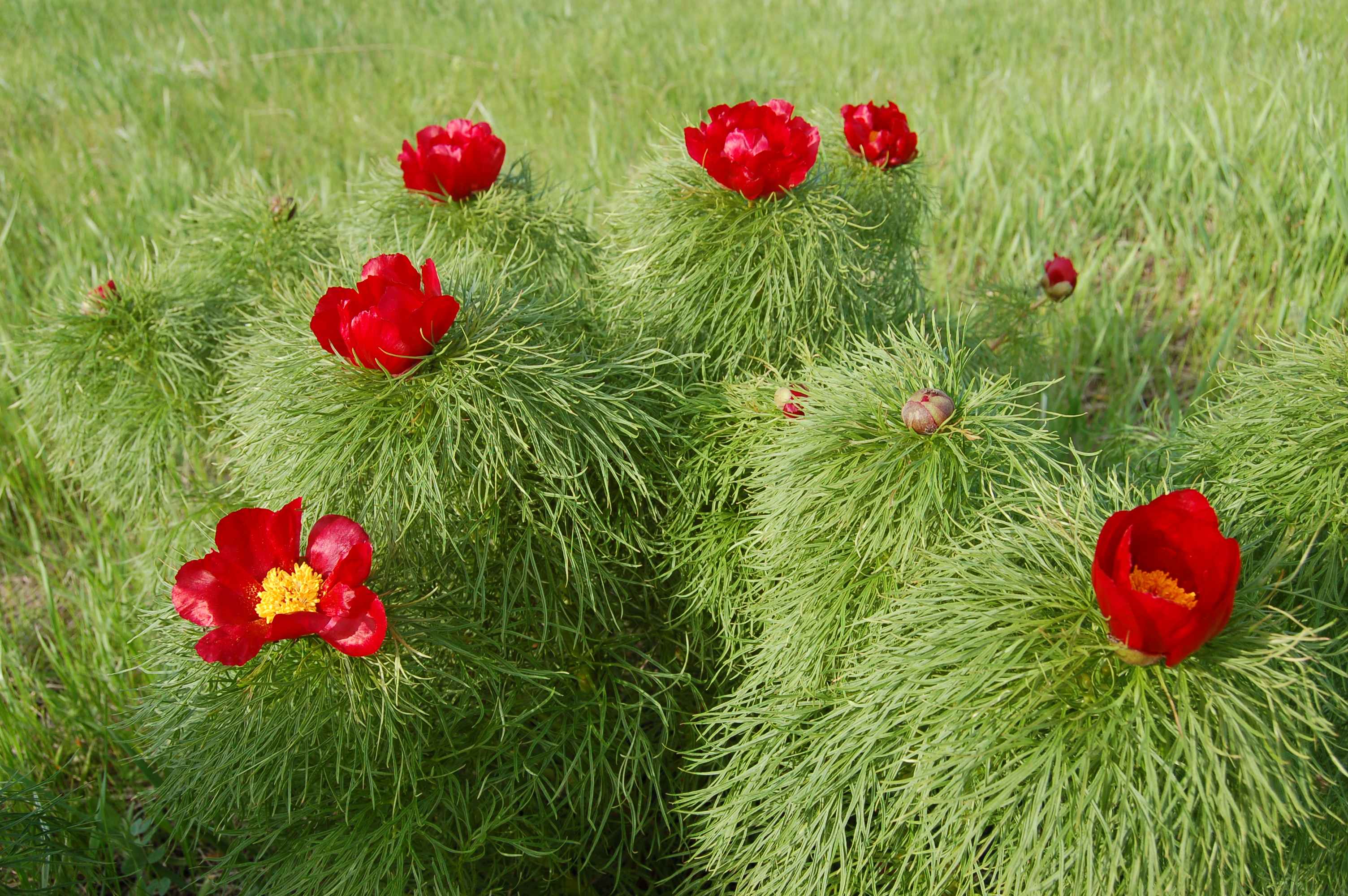 Fernleaf Peony (Paeonia tenuifolia) plant