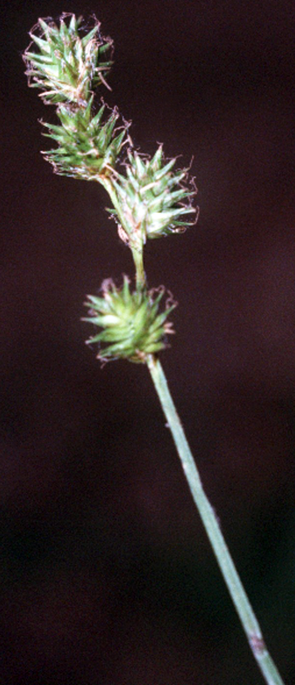 Fescue Sedge (Carex festucacea) plant
