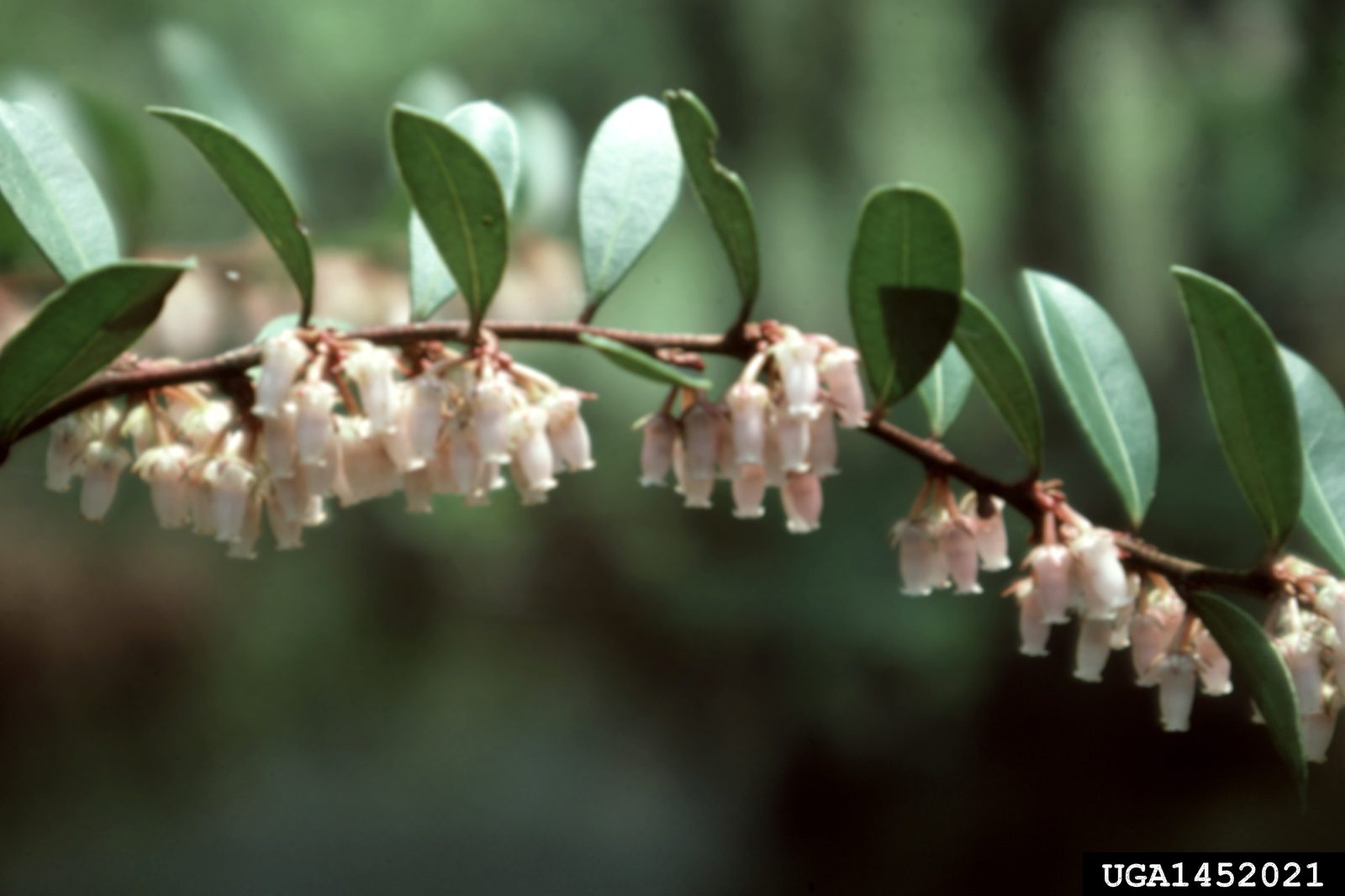 Fetter Bush (Lyonia lucida) plant