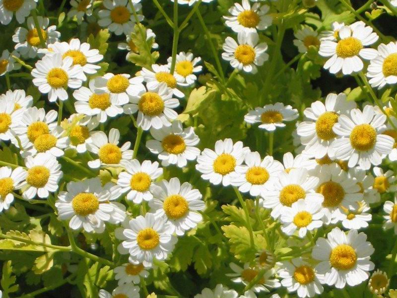 Feverfew (Tanacetum parthenium) plant