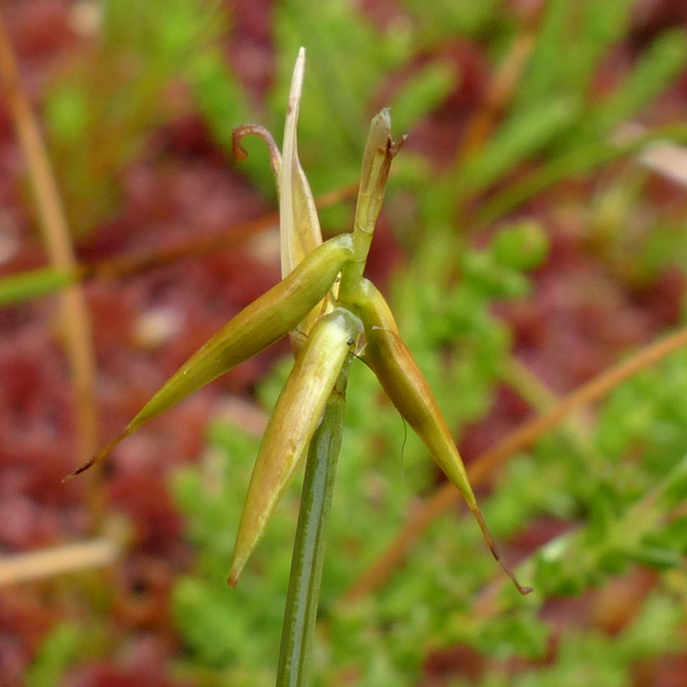 Few Flowered Sedge (Carex pauciflora) plant
