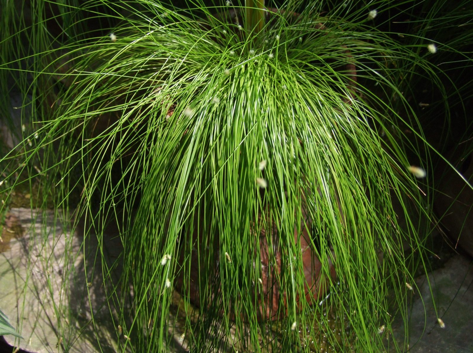 Fiber Optic Grass (Isolepis cernua) plant