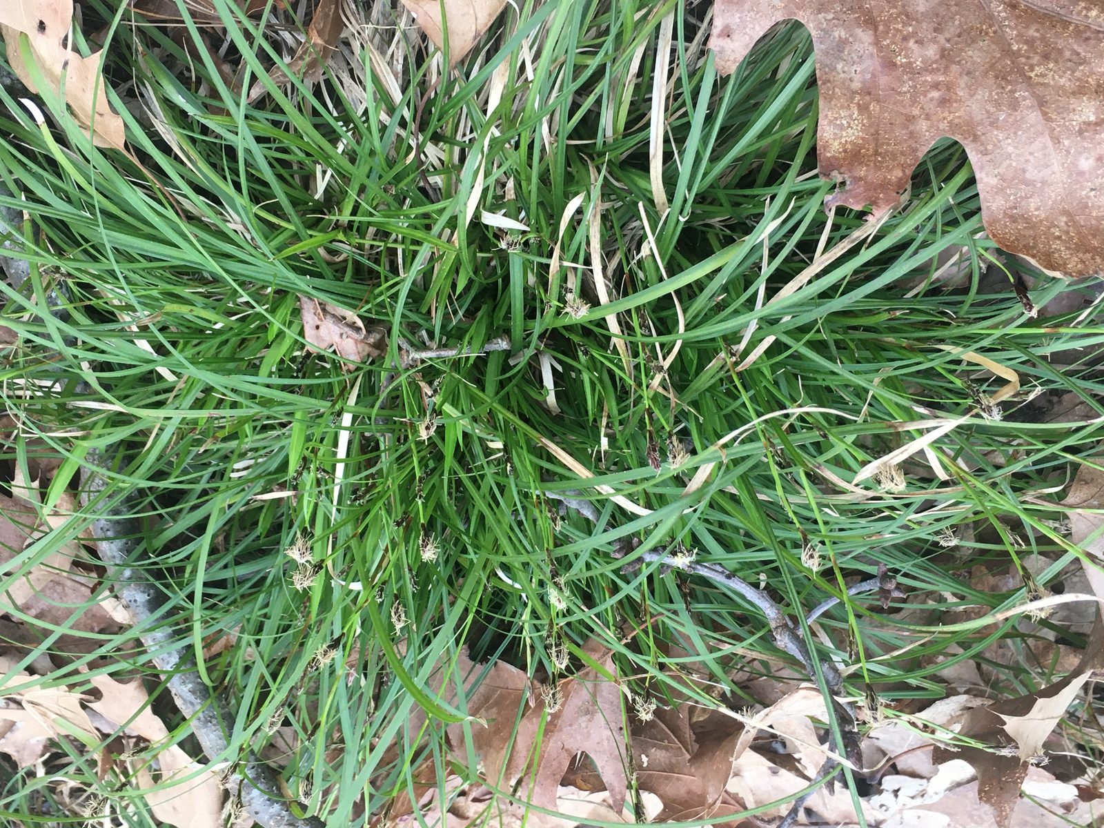 Fibrous Root Sedge (Carex communis) plant