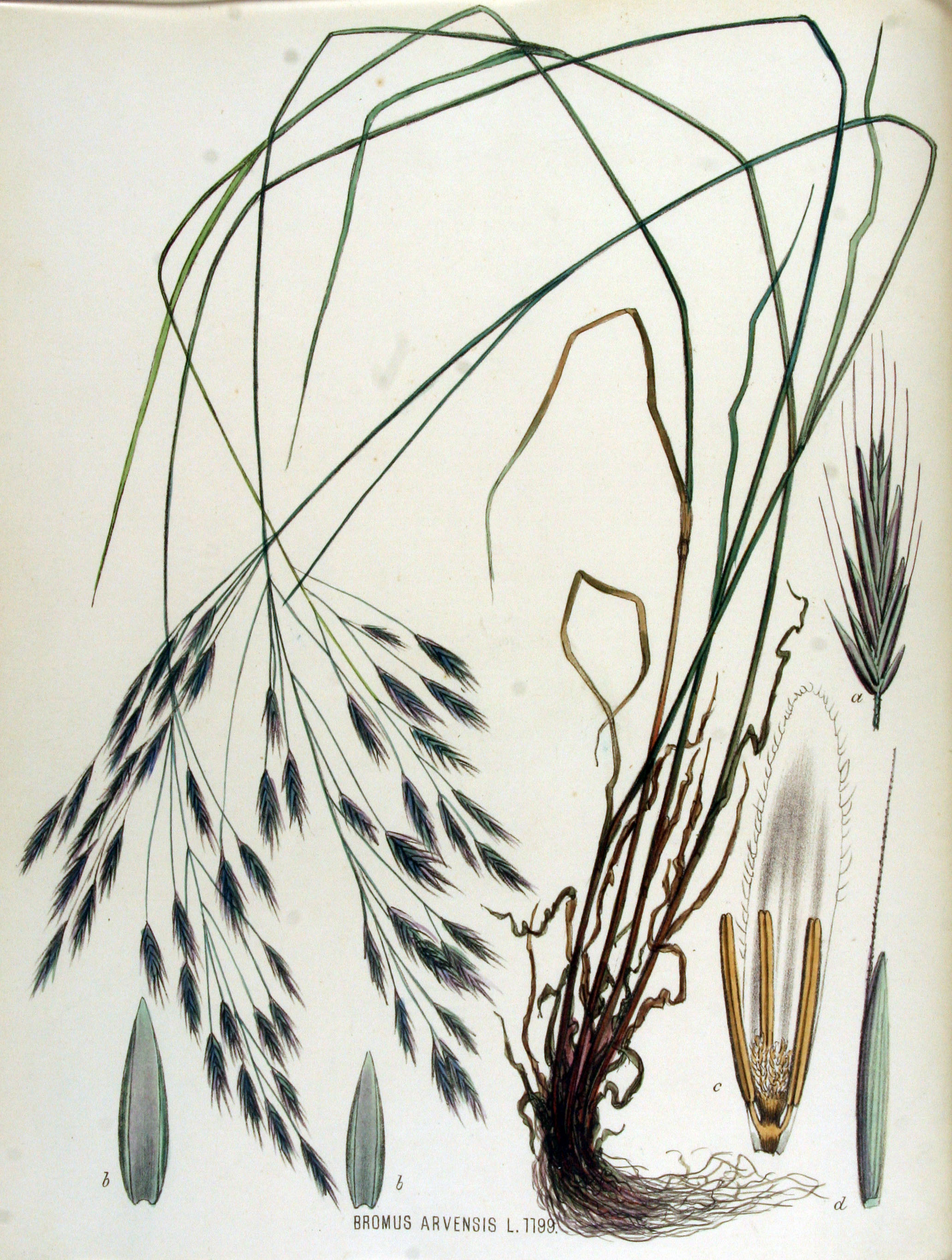 Field Brome (Bromus arvensis) plant