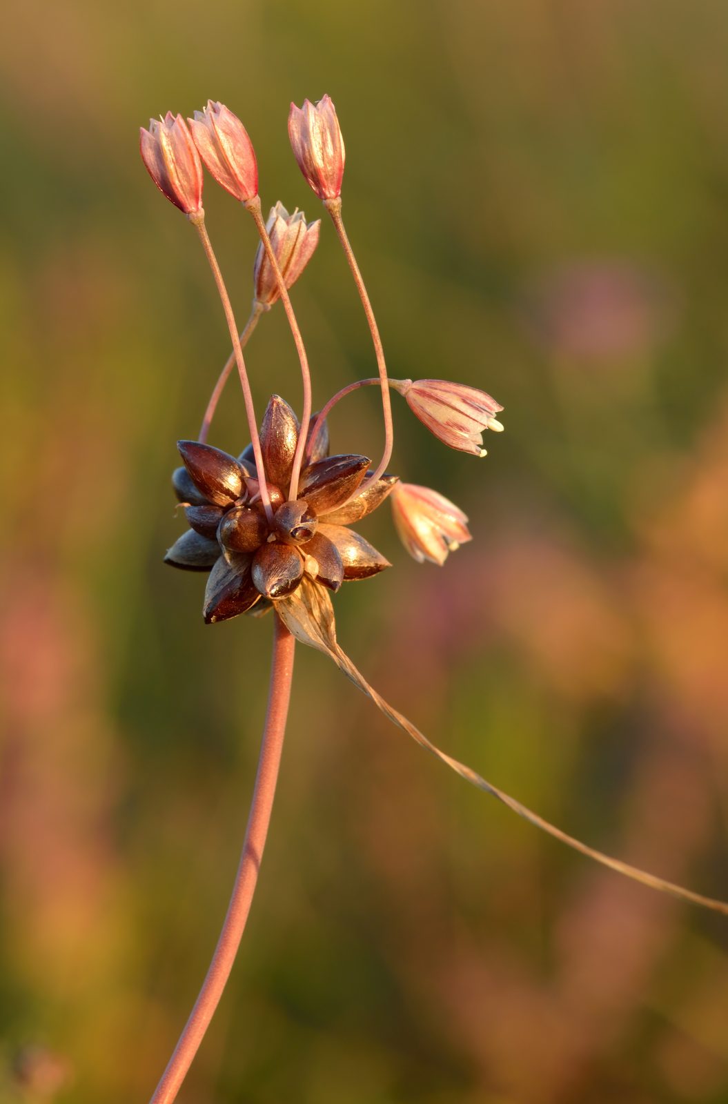 Field Garlic (Allium oleraceum) plant