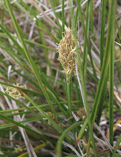 Field Sedge (Carex praegracilis) plant