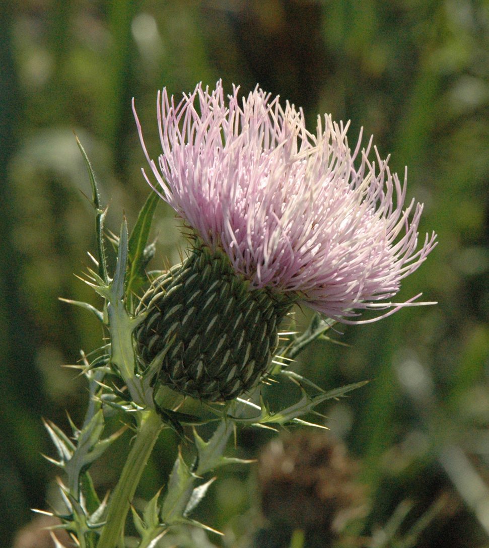 Field Thistle (Cirsium discolor) plant