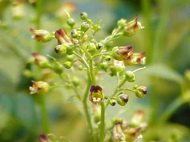 Common Figwort (Scrophularia nodosa) plant