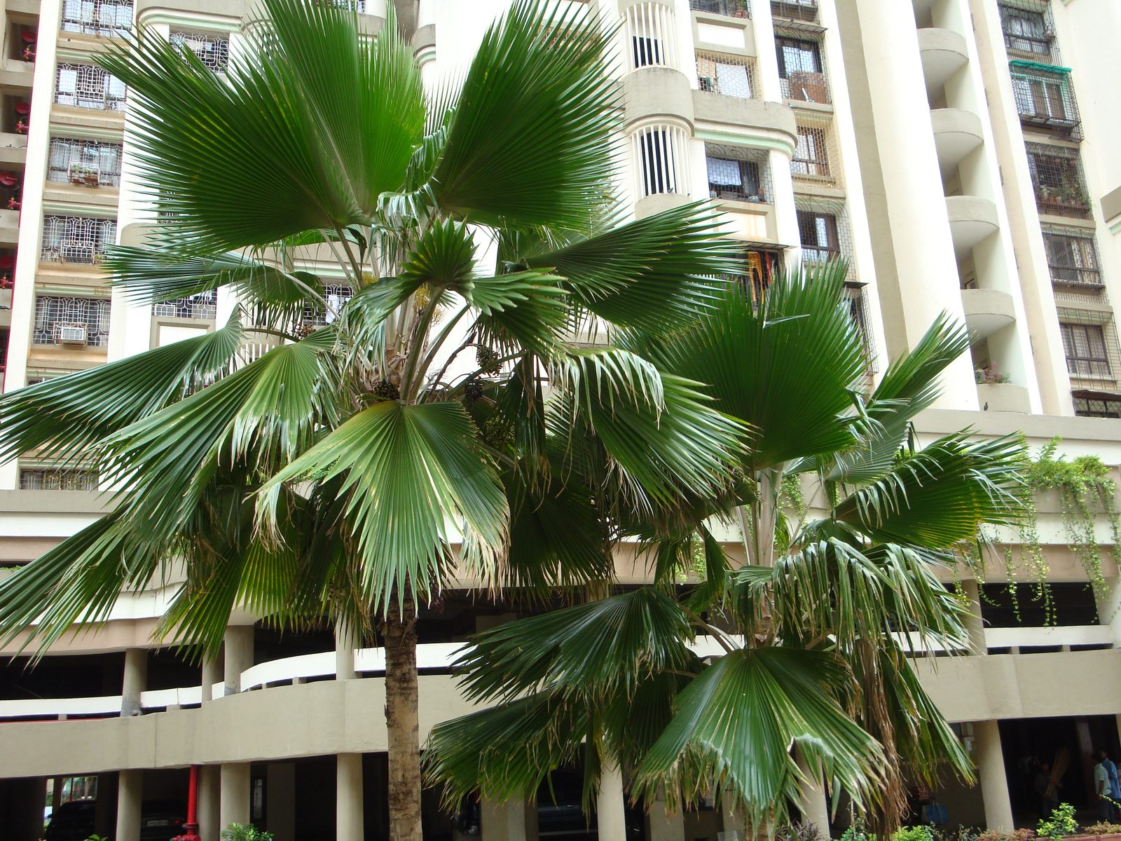 Fiji Palm (Pritchardia pacifica) plant