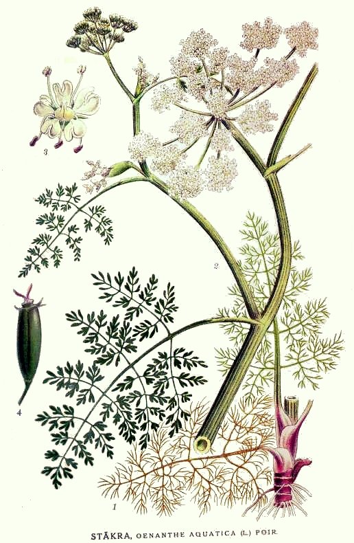 Fine Leaved Water Dropwort (Oenanthe aquatica) plant