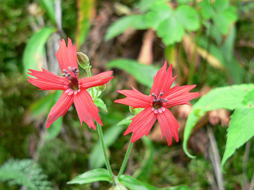 Fire Pink (Silene virginica) plant