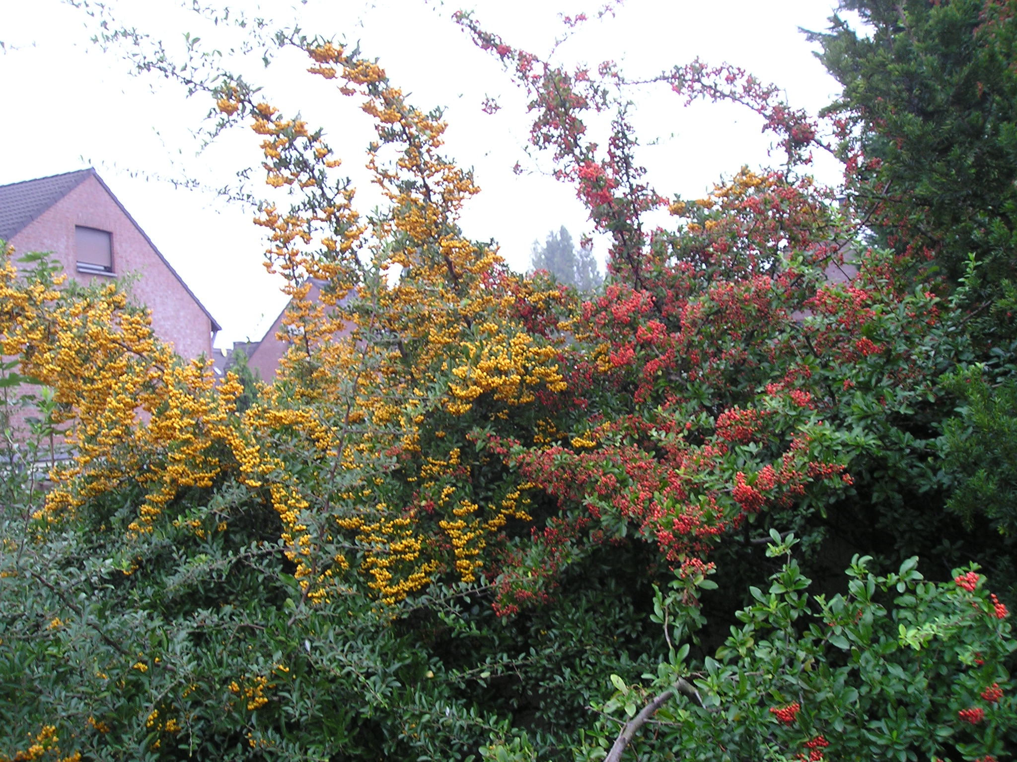 Firethorn (Pyracantha coccinea) plant — close-up photo