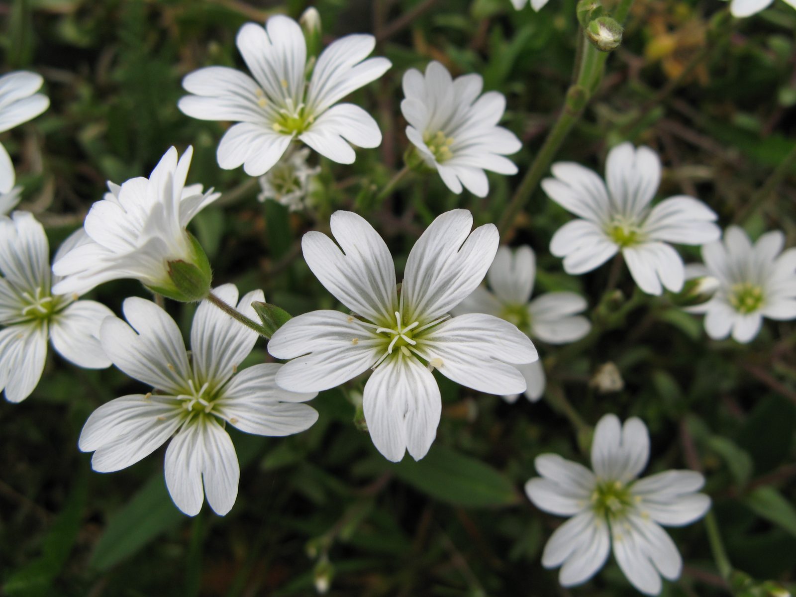 Fischer's Chickweed (Cerastium fischerianum) plant